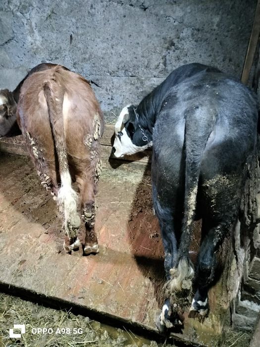 Бычки на откорме