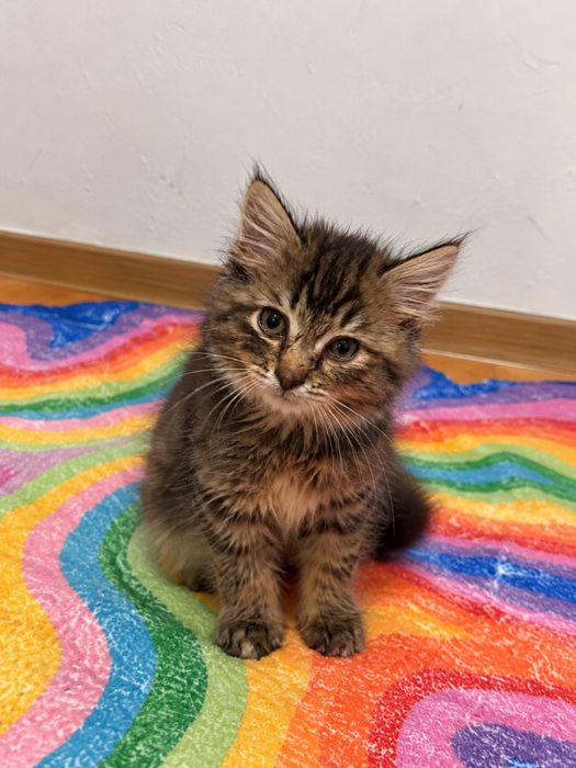 Пушистая кошечка, 1,5 месяца