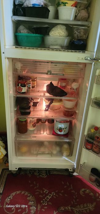 Продаю халоденик