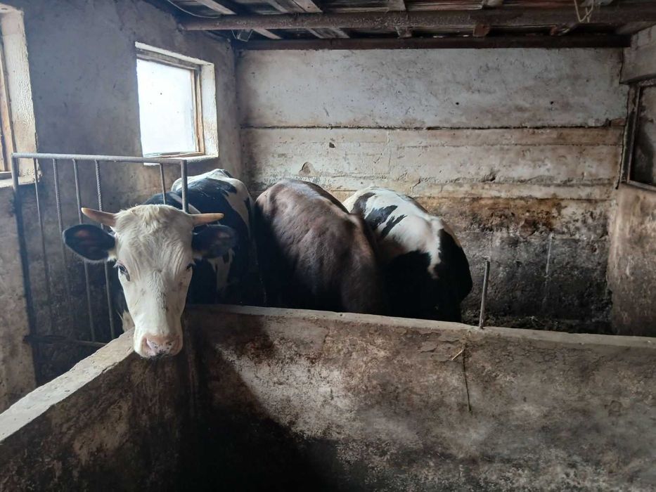 Продавам добре гледани БИО телета