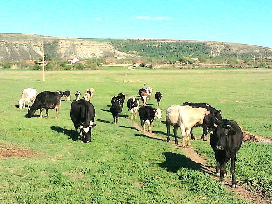 Био Домашно краве сирене