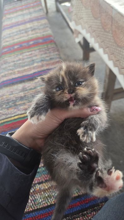 Котки британски късокосмести