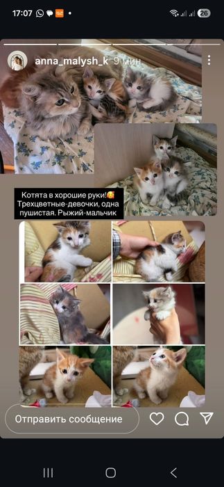 Котята! В добрые руки!!