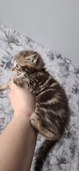 Британские ласковые котята