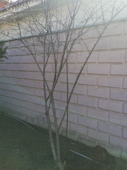 Деревья Барбарис