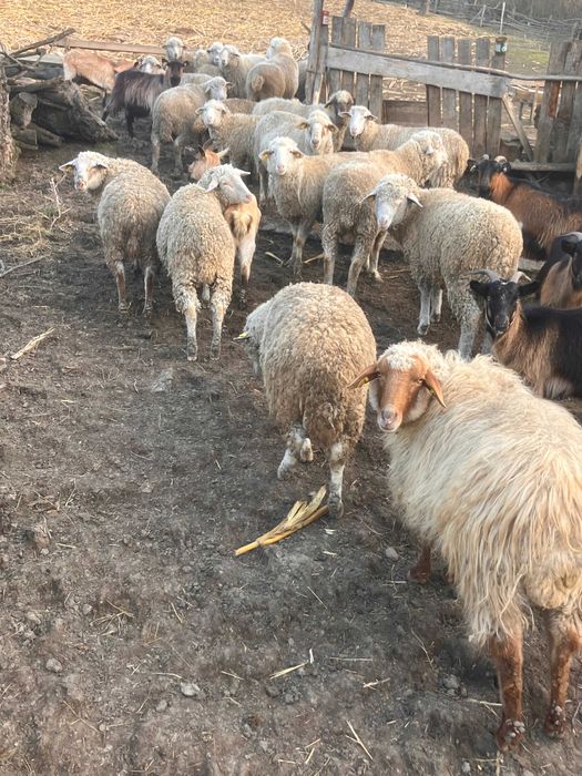 Vand 50 oi tigai si 2 berbeci