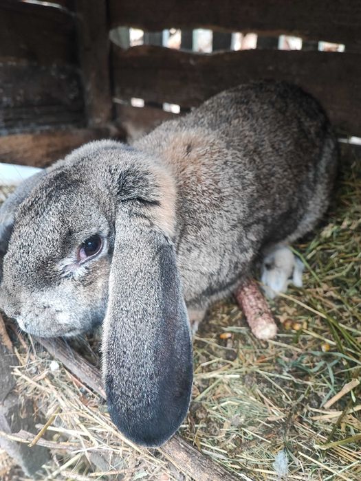 Iepuri uriaș german