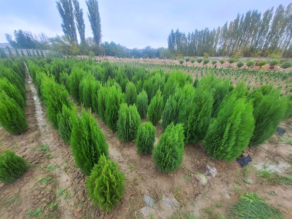 Арча экиш мавсуми бошланди.