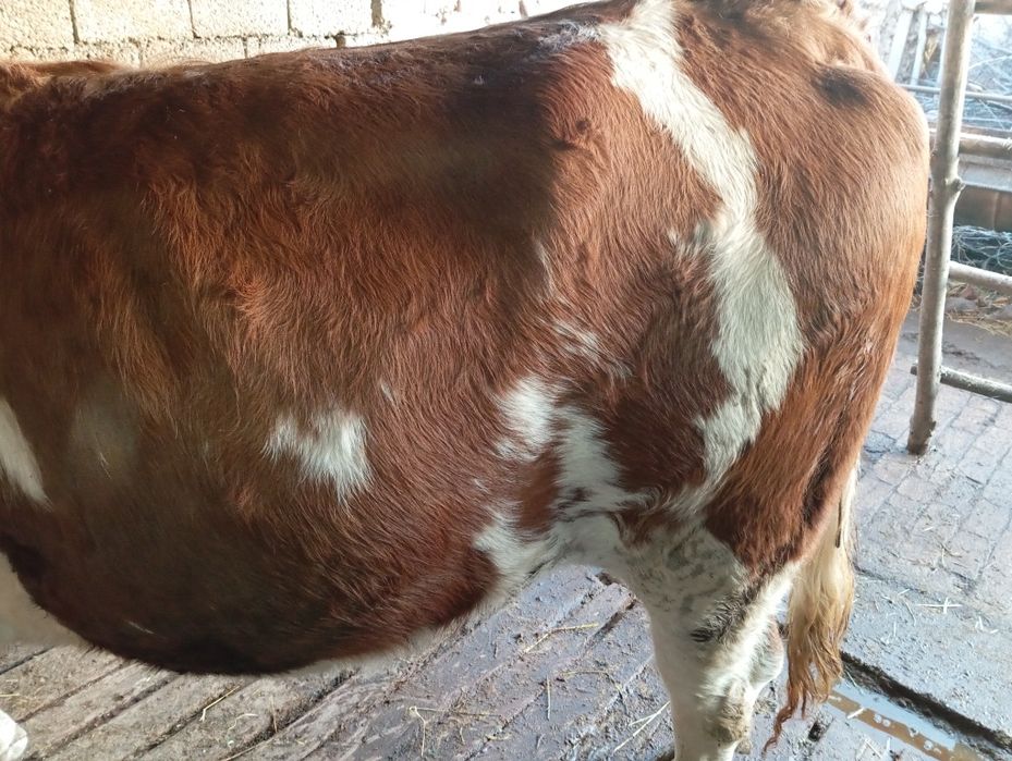 Tozza avtriskiy smental bozor gʻonjin 1 bolasiga bogʻoz