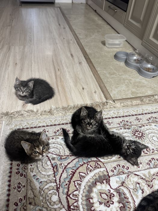 Котята 3 девочки)