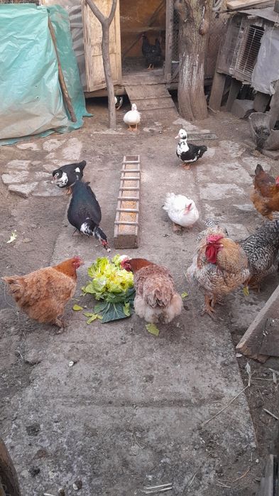 Oua de rațe lesesti,motate românești și multe altele