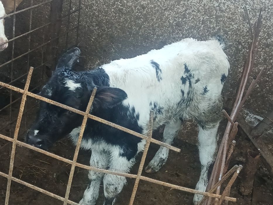 Viței de vânzare