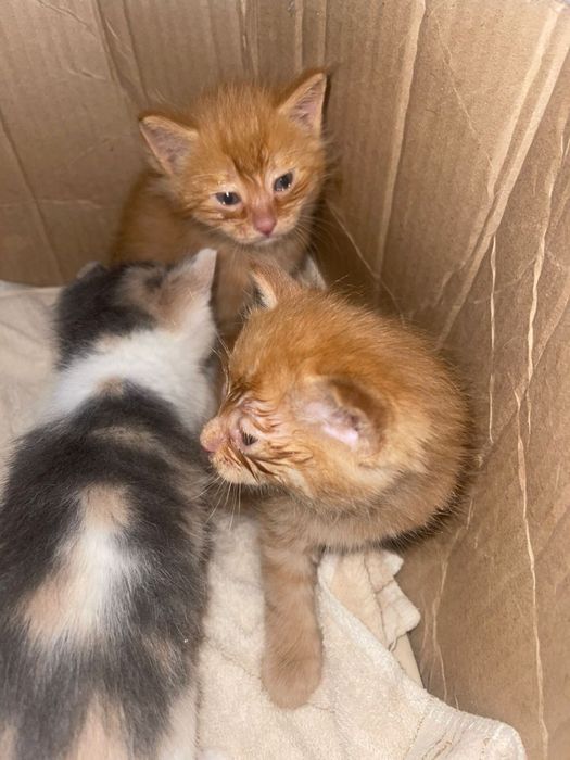 Отдаем котенка в добрые руки