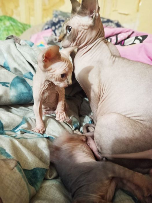 Продажа Сфинксов