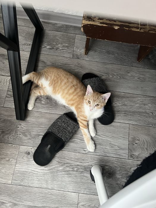 Котика в хорошие руки