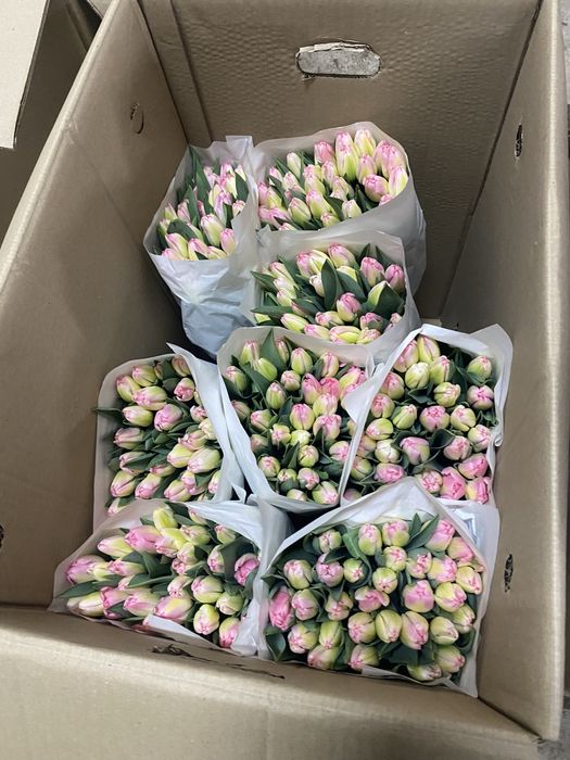 голландские тюльпаны по 450