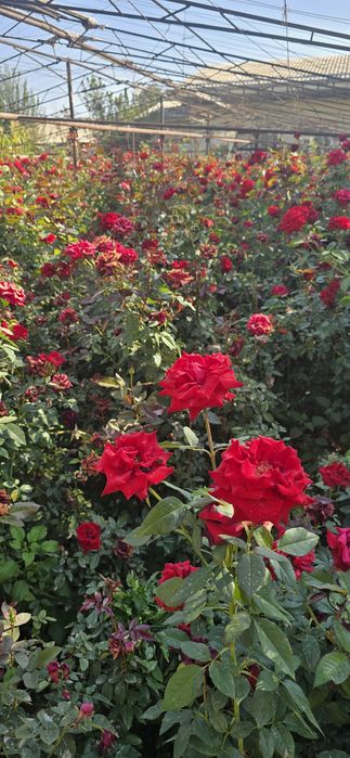 Атиргул кўчатлар