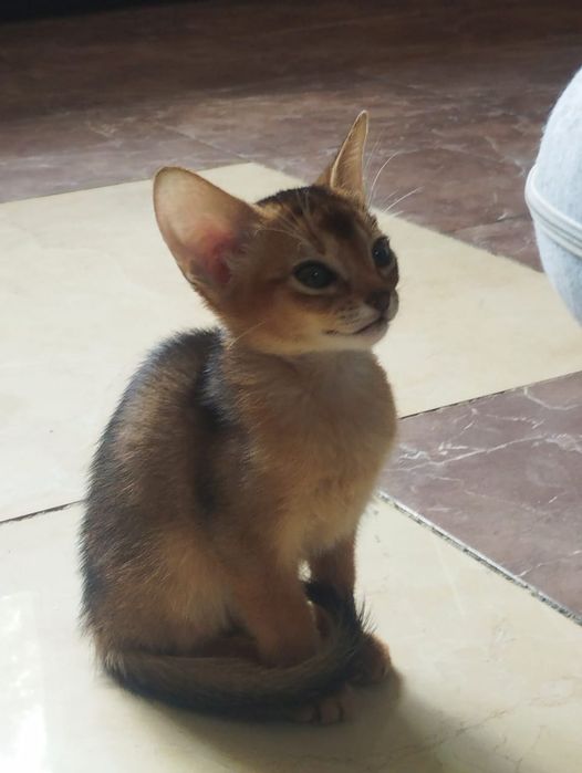 Абисинские котята