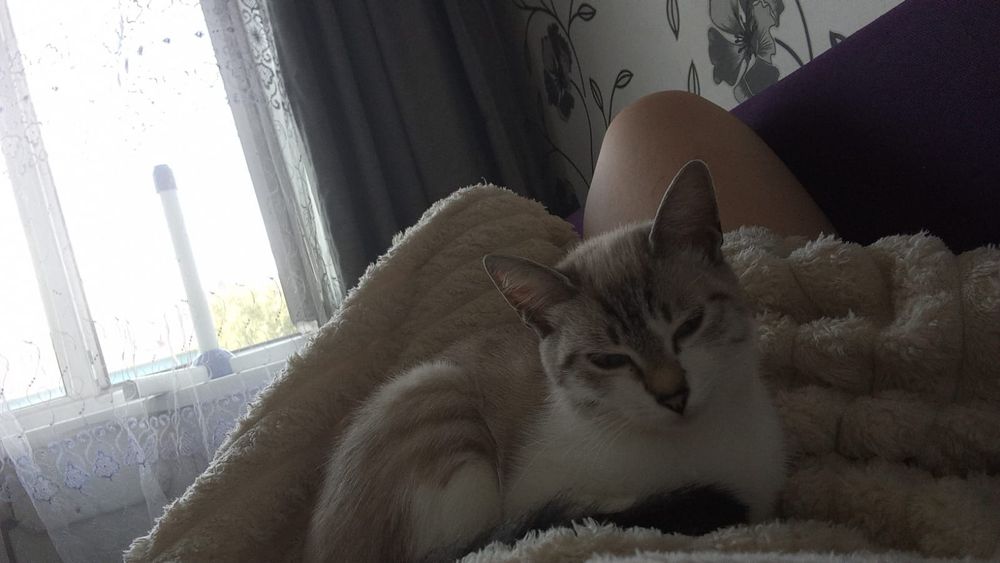 Кошка в добрые руки
