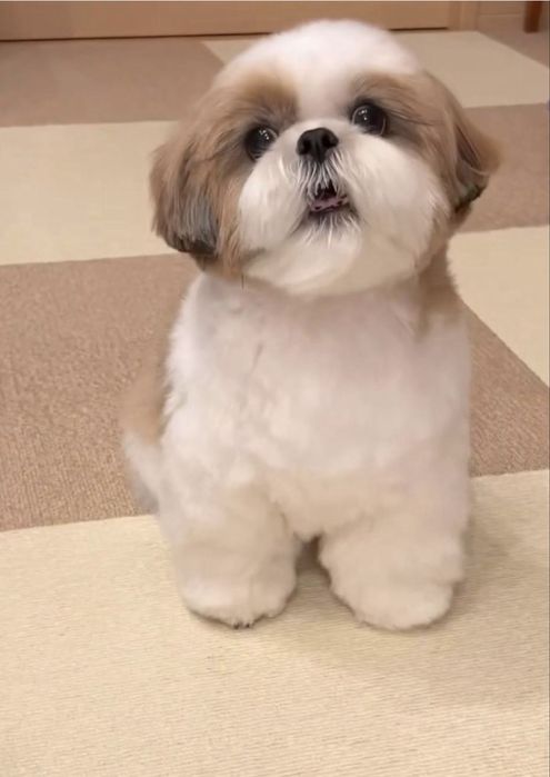 Cațel Shih Tzu Pui cu Pedigree Rasa Pura
