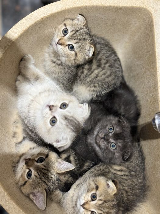 Mushiklar onasi британский  otasi шотландский