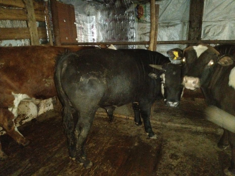 1.5 жасар бұқалар сатылады