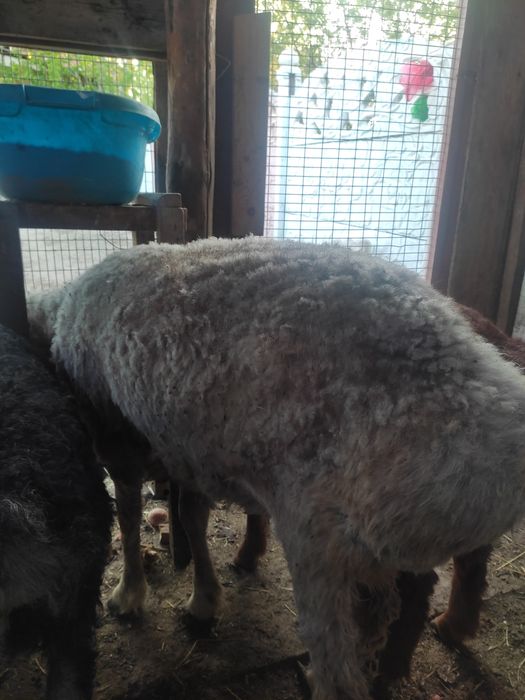 Барашниха молодая баран