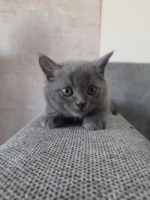 Шотландский скоттиш фолд котят продаётся