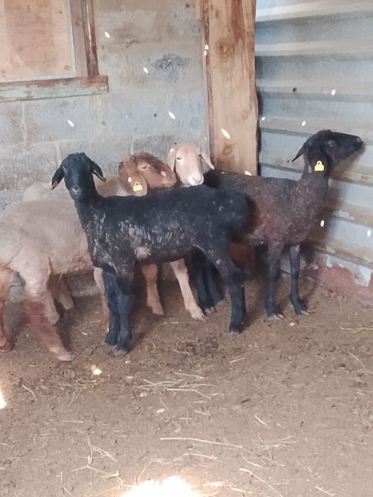 Продам молодых, курдючных овец