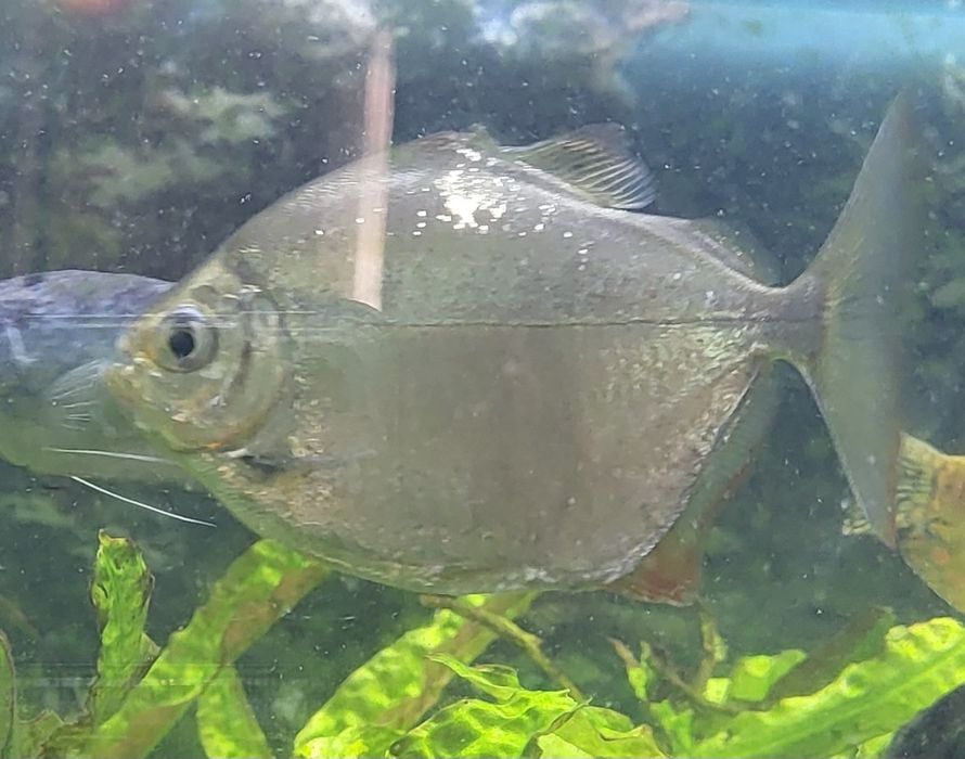 Метиннис серебристый-рыбка доллар(стая).