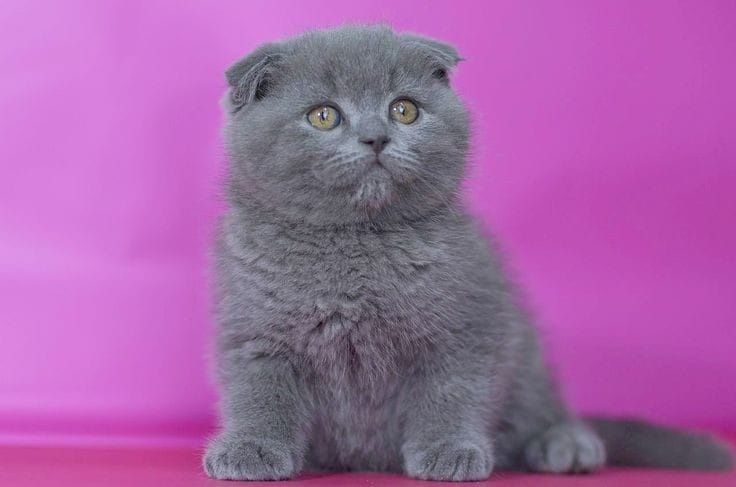 Продам британских котят