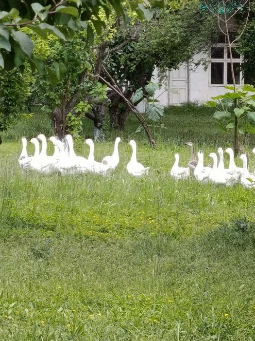 g‘ozlar sotiladi!