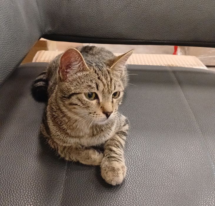 Котенок-подросток ищет семью