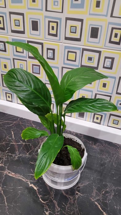 Продам герань,юкка,рео,кактус