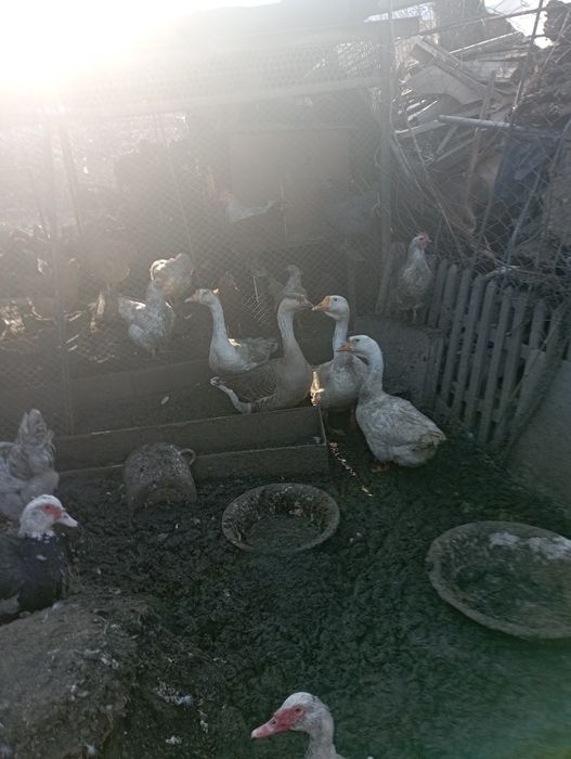 Яйцо гусиное инкубационное