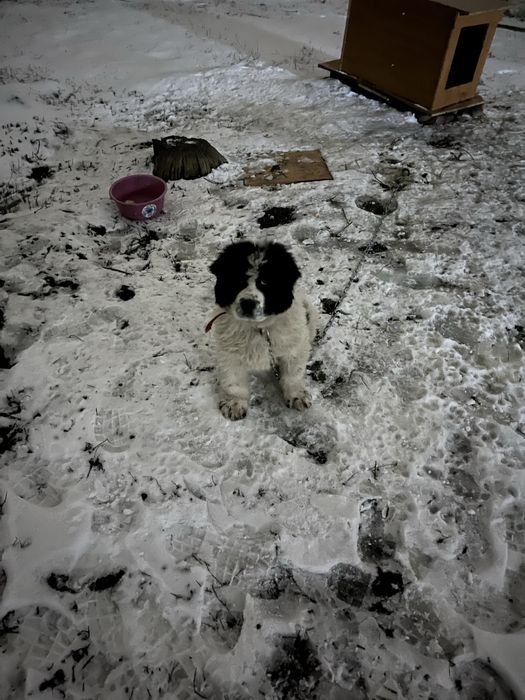 Казаки тобет сатылады