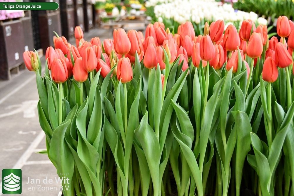 Тюльпаны оптом и оптом