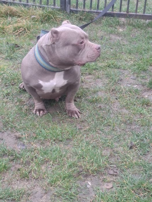 Vând Femelă American Bully Pokett de 3 Ani cu Pedigree !!