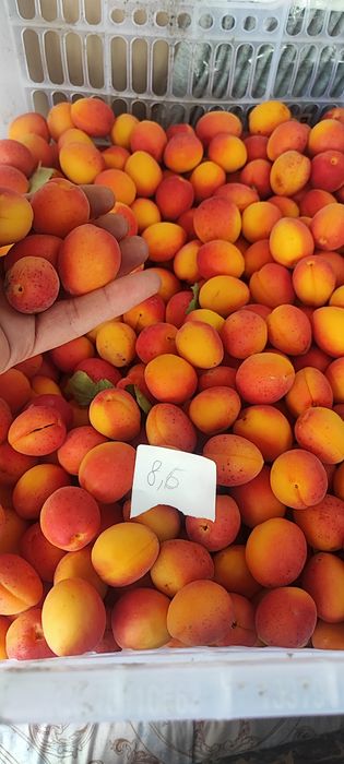 Абрикос с дерева косточка отделяется