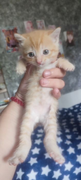 Отдам кошечек в семью