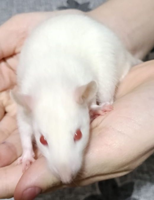 Отдам крыс бесплатно