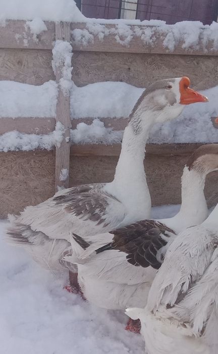 Продам гусака холмагора