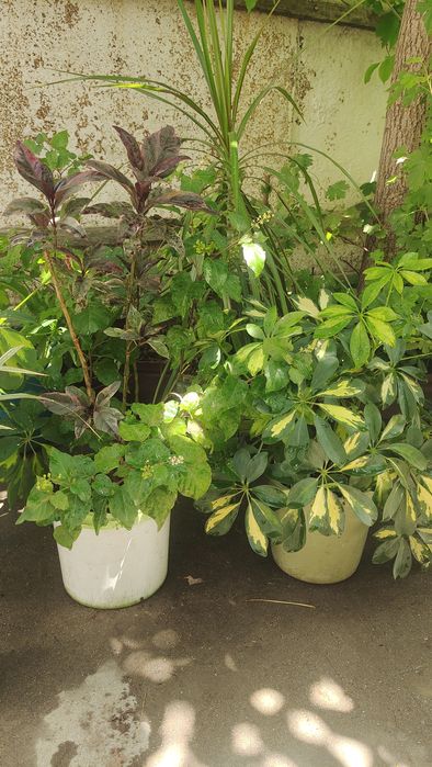 Продам комнатные цветы