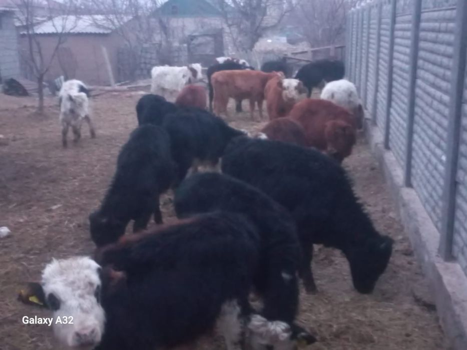 Буқалар бузаулар 8 ай мен 2 жасар аралық.