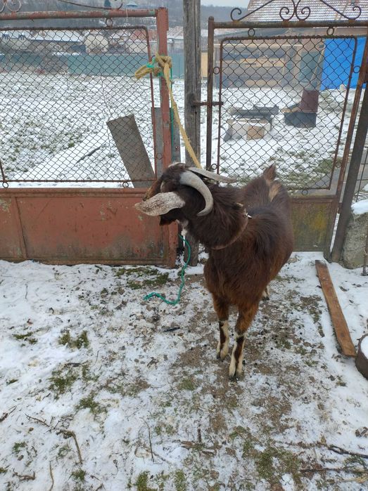 Vand capra Tap de 10 luni