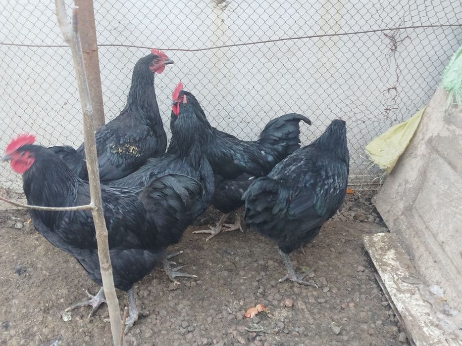 Продается петухи и курицы порода Жерси