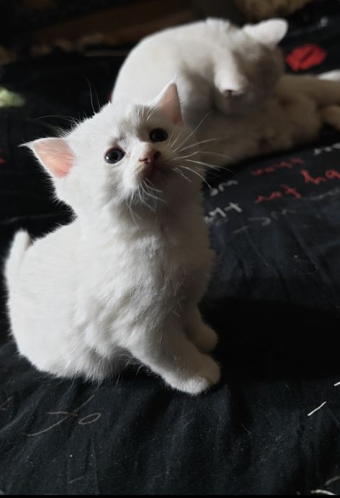 Очаровательный котенок