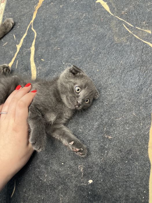 Шотландский вислоухий