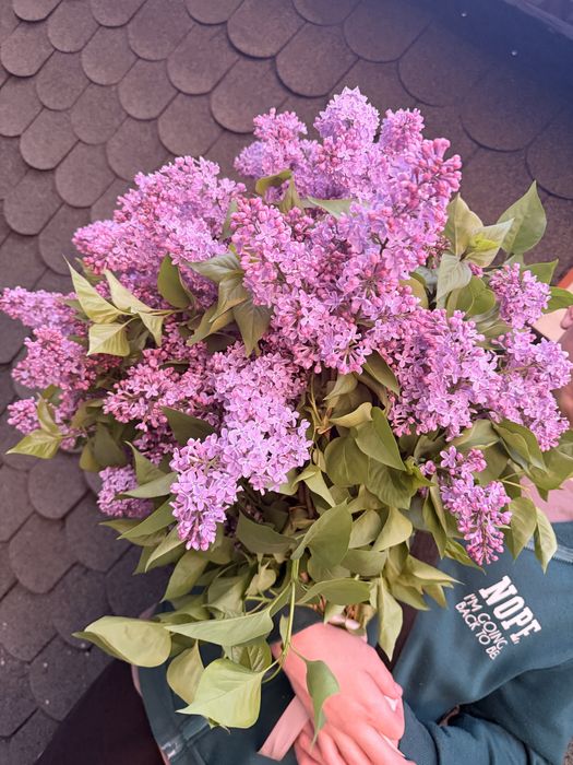 Сирень аррельская