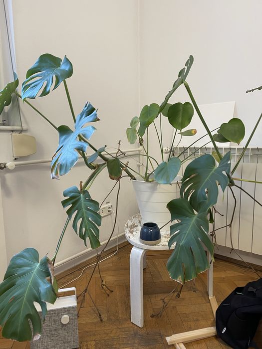 Plante ikea in ghiveci